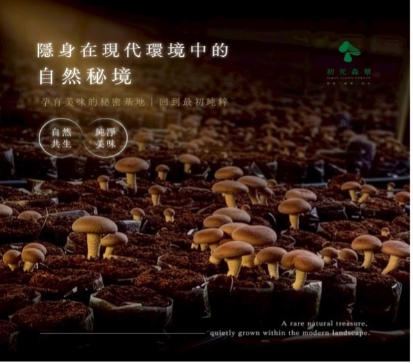 初光森蕈圖片